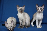 Корниш-рекс окраса блю-пойнт - визитная карточка успеха.