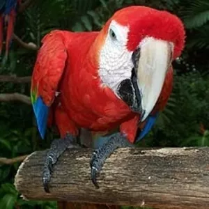 Африканские серые попугаи ара и различного типа и цвета очень здоровый