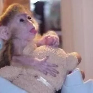Симпатичные очаровательны обезьяна капуцин Женский для принятия.